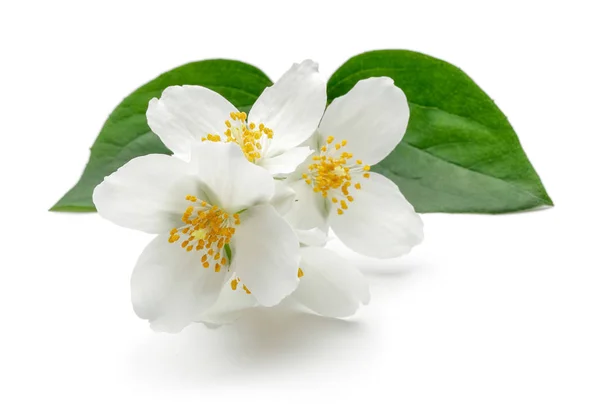 Yeşil yaprak izole beyaz yasemin çiçekleri — Stok fotoğraf