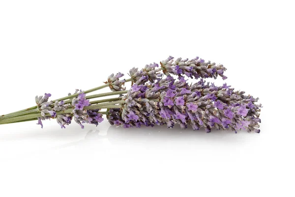 Lavanda fresca isolada sobre branco — Fotografia de Stock