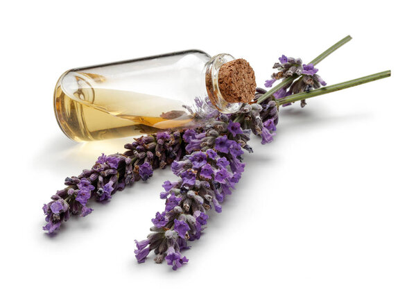 Fresh lavender and a bottle of lavender oil isolated