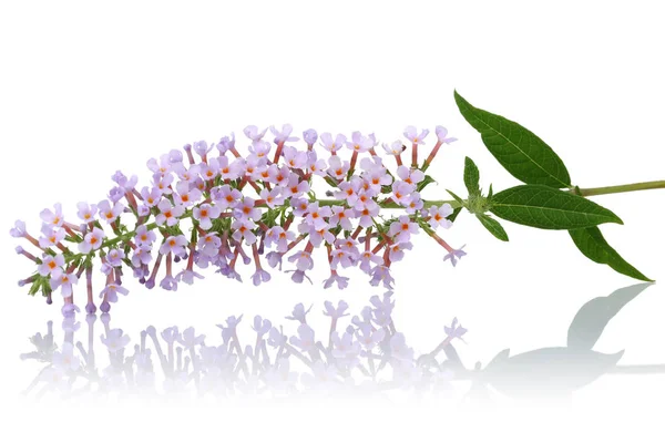 Flores e folhas de lilás isoladas em branco — Fotografia de Stock