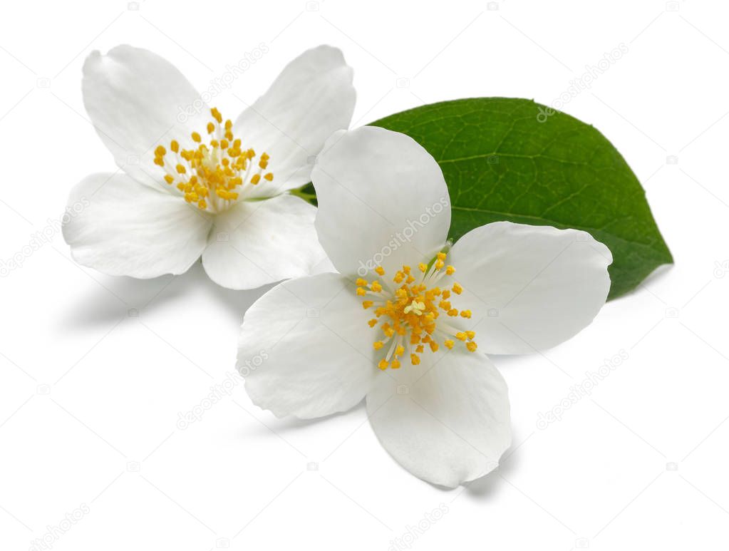 White jasmine flowers with green leaf isolated