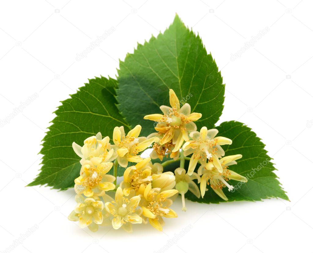 Fresh linden flowers and leaves isolated