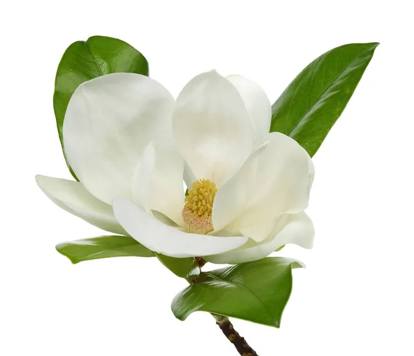Λουλούδι μανόλια με φύλλα σε λευκό — Φωτογραφία Αρχείου