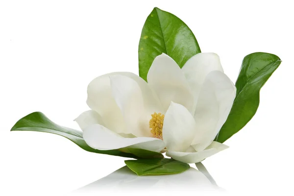 Λουλούδι μανόλια με φύλλα σε λευκό — Φωτογραφία Αρχείου