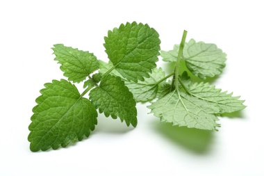 Taze limon merhem yaprakları veya melissa izole