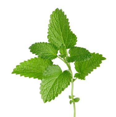 Taze limon merhem yaprakları veya melissa izole