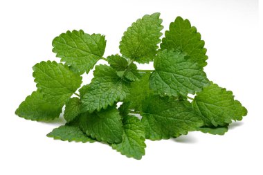 Taze limon merhem yaprakları veya melissa izole