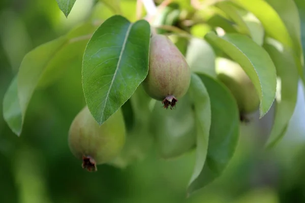 梨の木の枝に新鮮な梨 — ストック写真