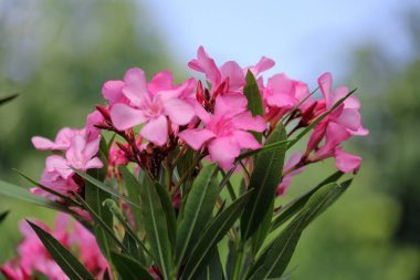 Pembe oleander çiçekleri ve yaprakları