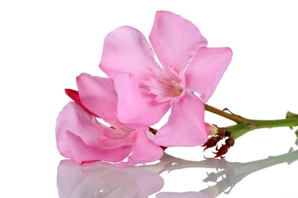 Fiori di oleandro rosa isolati su bianco — Foto Stock