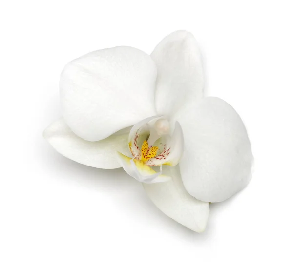 Fiore bianco del orchid isolato su bianco — Foto Stock