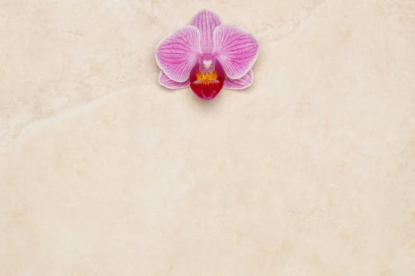 Orchidea viola fiore su sfondo di marmo — Foto Stock