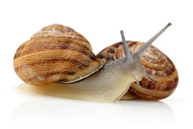 Beyaz üzerinde izole salyangoz tarama