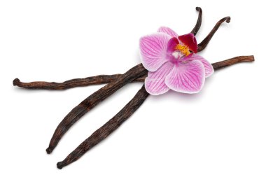 Vanilya orkide çiçek izole ile sopa