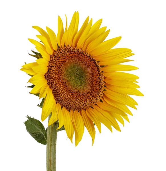 Single Sunflower isolated on white — Stock Photo, Image
