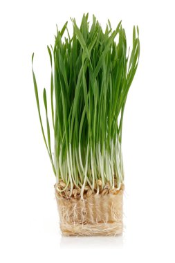 Beyaz üzerinde izole yeşil buğday lahanası