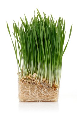 Beyaz üzerinde izole yeşil buğday lahanası