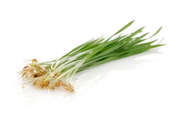 Germogli di grano verde isolati su bianco — Foto Stock