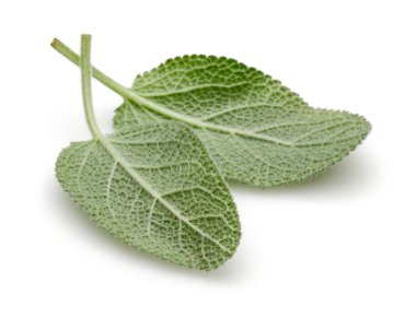 Yeşil adaçayı yaprakları üzerinde beyaz izole