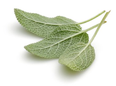 Yeşil adaçayı yaprakları üzerinde beyaz izole