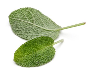 Yeşil adaçayı yaprakları üzerinde beyaz izole