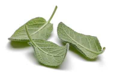 Yeşil adaçayı yaprakları üzerinde beyaz izole