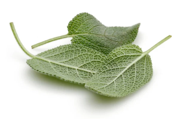 Hojas de salvia verde aisladas en blanco — Foto de Stock