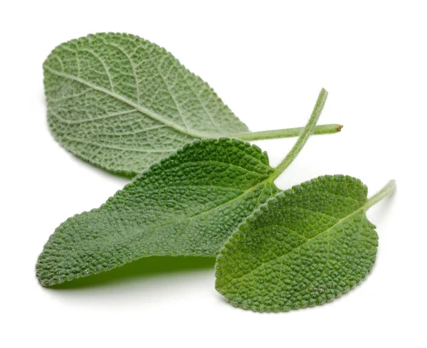 Grønne salvie-blader isolert på hvite – stockfoto