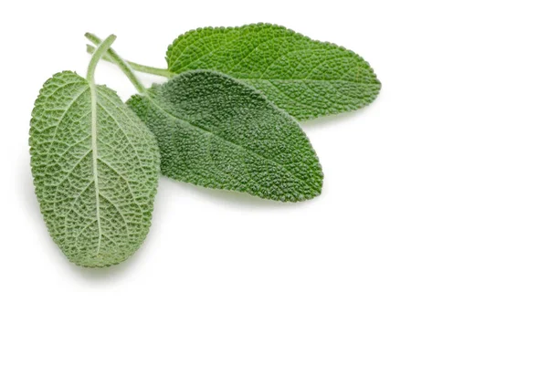 Зелене листя шавлії ізольовано на білому — стокове фото