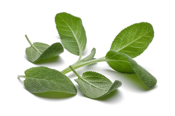 Hojas de salvia verde aisladas en blanco — Foto de Stock