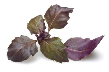 Mor fesleğen beyaz izole yaprakları
