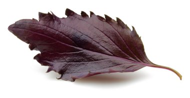 Beyaz üzerinde izole mor fesleğen yaprak