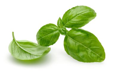 Yeşil fesleğen beyaz izole yaprakları