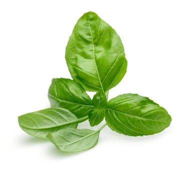 Yeşil fesleğen beyaz izole yaprakları