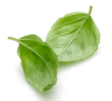 Yeşil fesleğen beyaz izole yaprakları