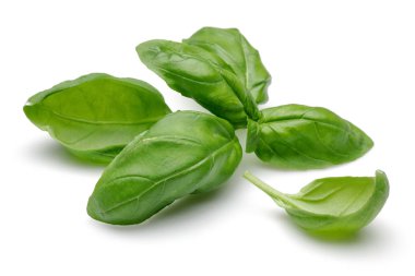 Yeşil fesleğen beyaz izole yaprakları