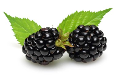 Beyaz üzerinde izole yaprakları ile taze böğürtlen