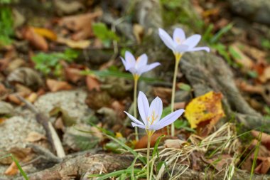 Ormanda sarı yaprakları arasında çiğdem çiçeği