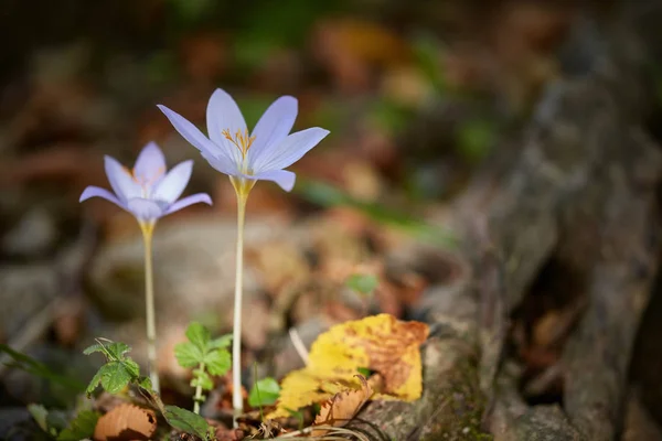 Flor de azafrán entre hojas amarillas en bosque —  Fotos de Stock