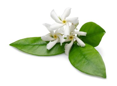 Star jasmine flowers with leaves isolated clipart
