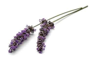 Beyaz arka plan üzerinde izole taze lavanta