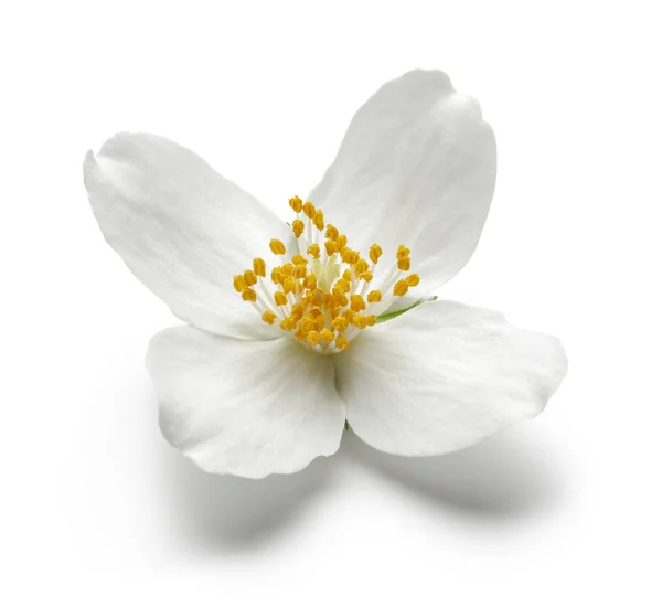 Witte jasmijn bloem geïsoleerd op wit — Stockfoto