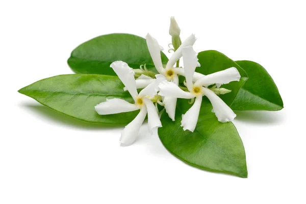 Sterren jasmijn bloemen met geïsoleerde bladeren — Stockfoto