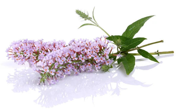 Flores e folhas de lilás isoladas em branco — Fotografia de Stock