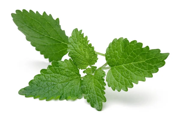 Bunch of lemon balm or melissa plant isolated — Stock Photo, Image