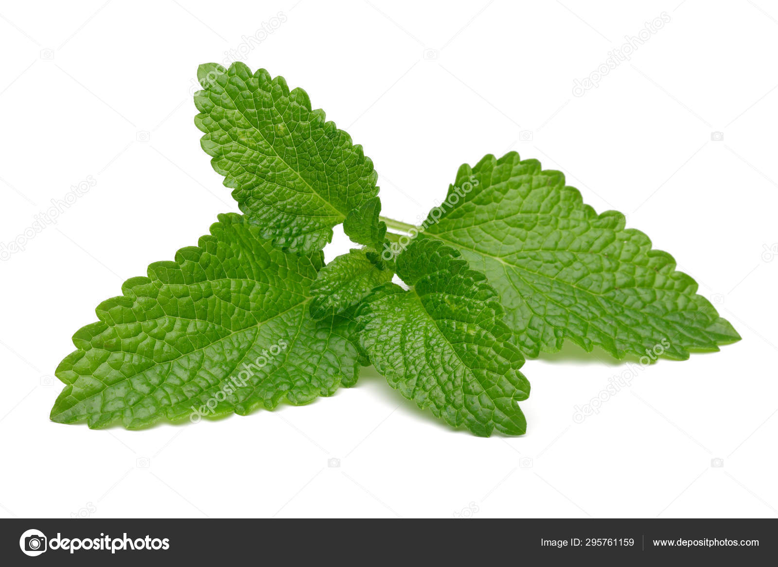 Bunch Of Lemon Balm Or Melissa Plant Isolated Stock Photo Image By C Mahirart 295761159
