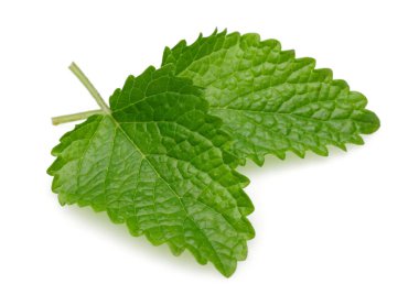 Taze Melisa yaprakları, melissa izole