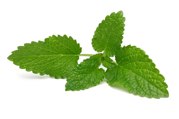 Bunch of lemon balm or melissa plant isolated — Stock Photo, Image