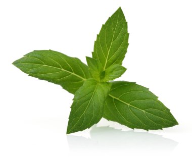 Taze nane yaprakları üzerinde beyaz izole