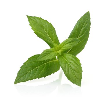 Taze nane yaprakları üzerinde beyaz izole